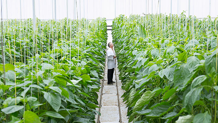 Scientist in greenhouse